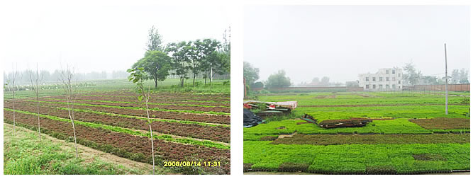 开封市大地菊花五色草艺术造型有限公司五色草种植基地